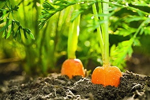 Чому якість ґрунту впливає на якість моркви ? Чому якість ґрунту впливає на якість моркви ?