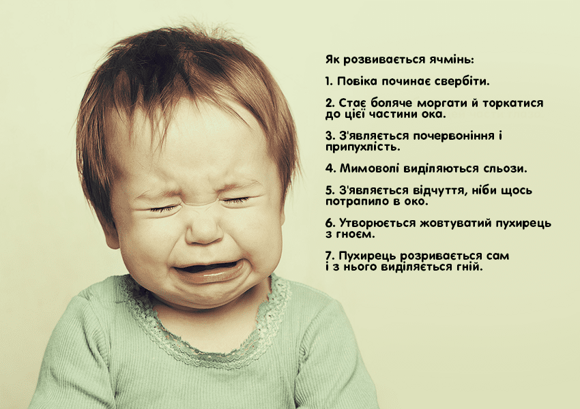 як розвивається ячмінь як розвивається ячмінь