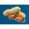 Peanuts in shells on a blue background.